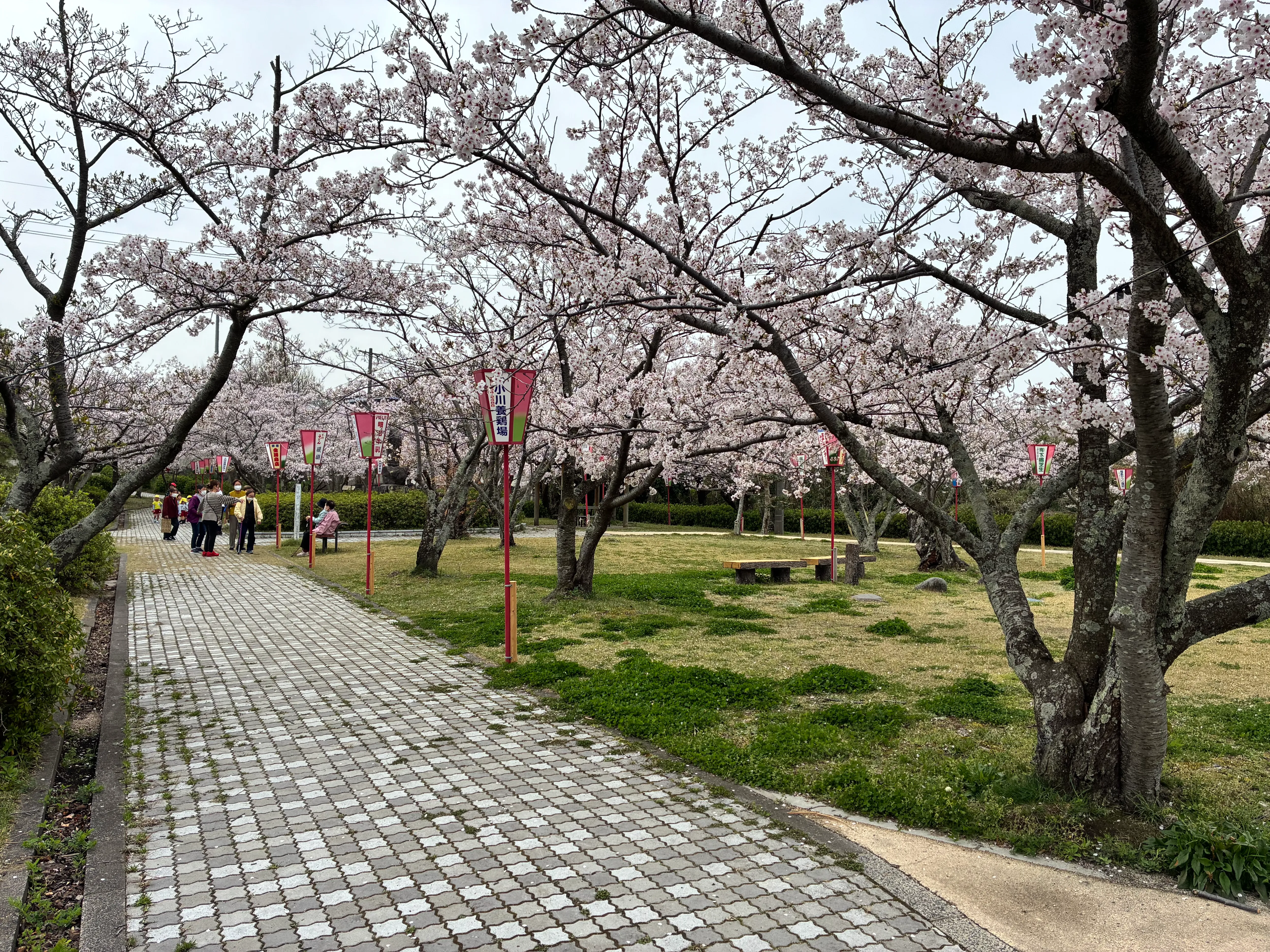 名和公園の満開の桜と花見